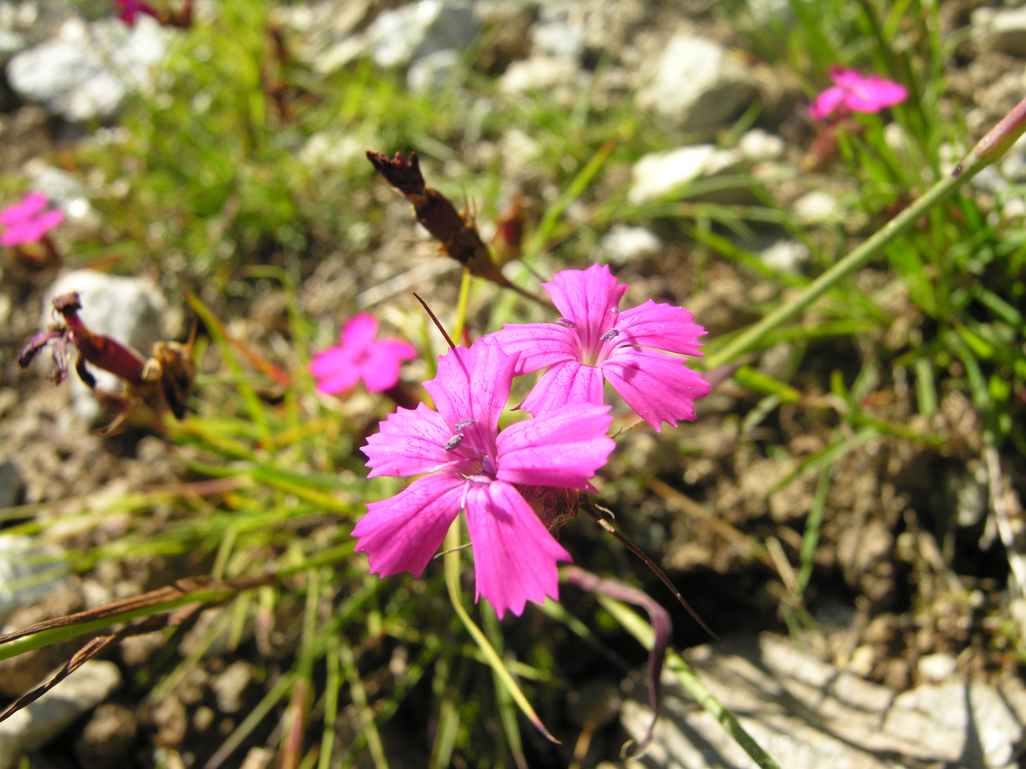 Pink (Farbe)