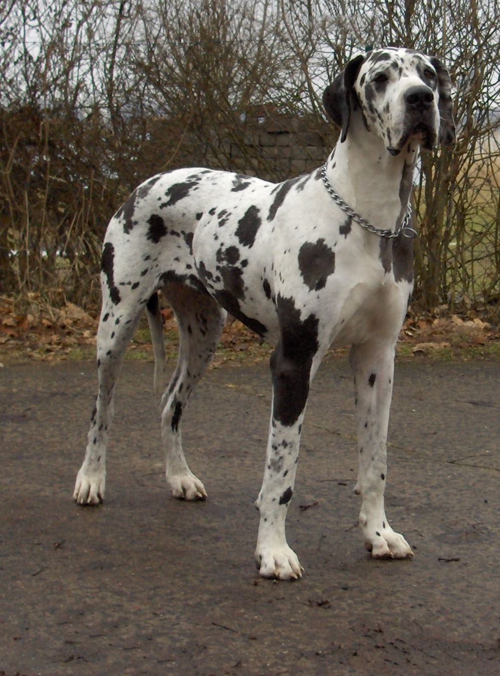 Dänische Dogge