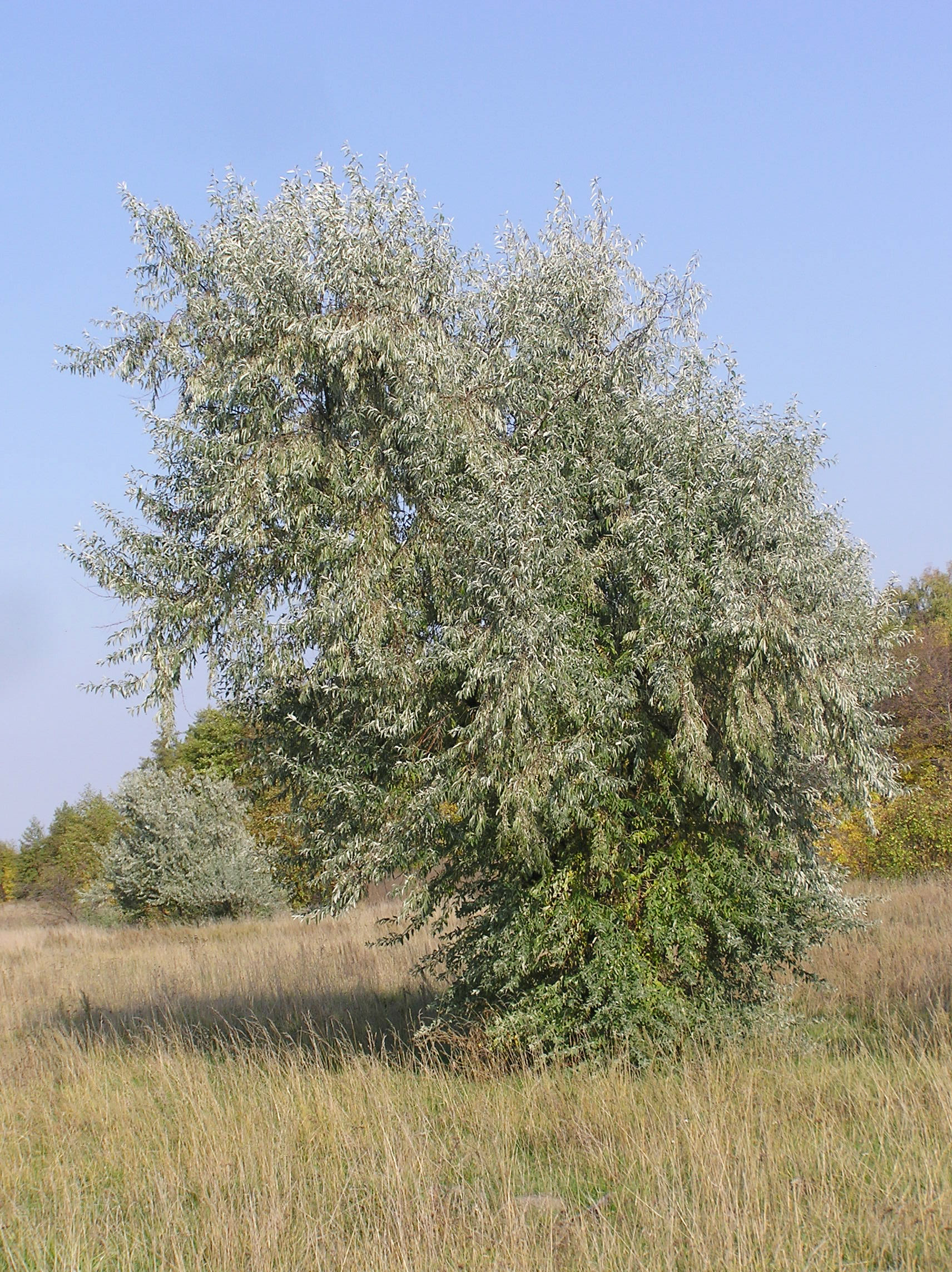 Schmalblättrige Ölweide