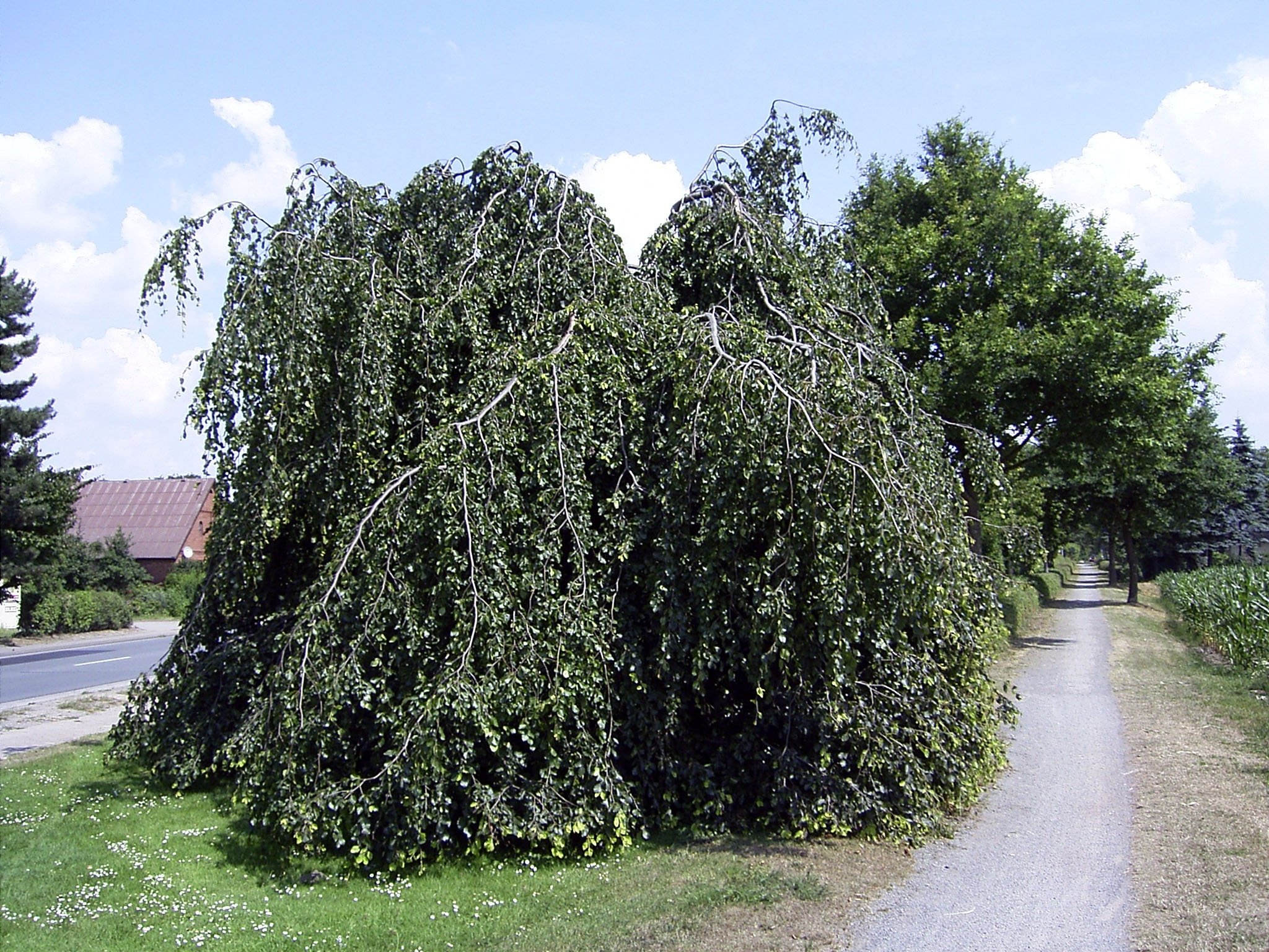 HängeBuche