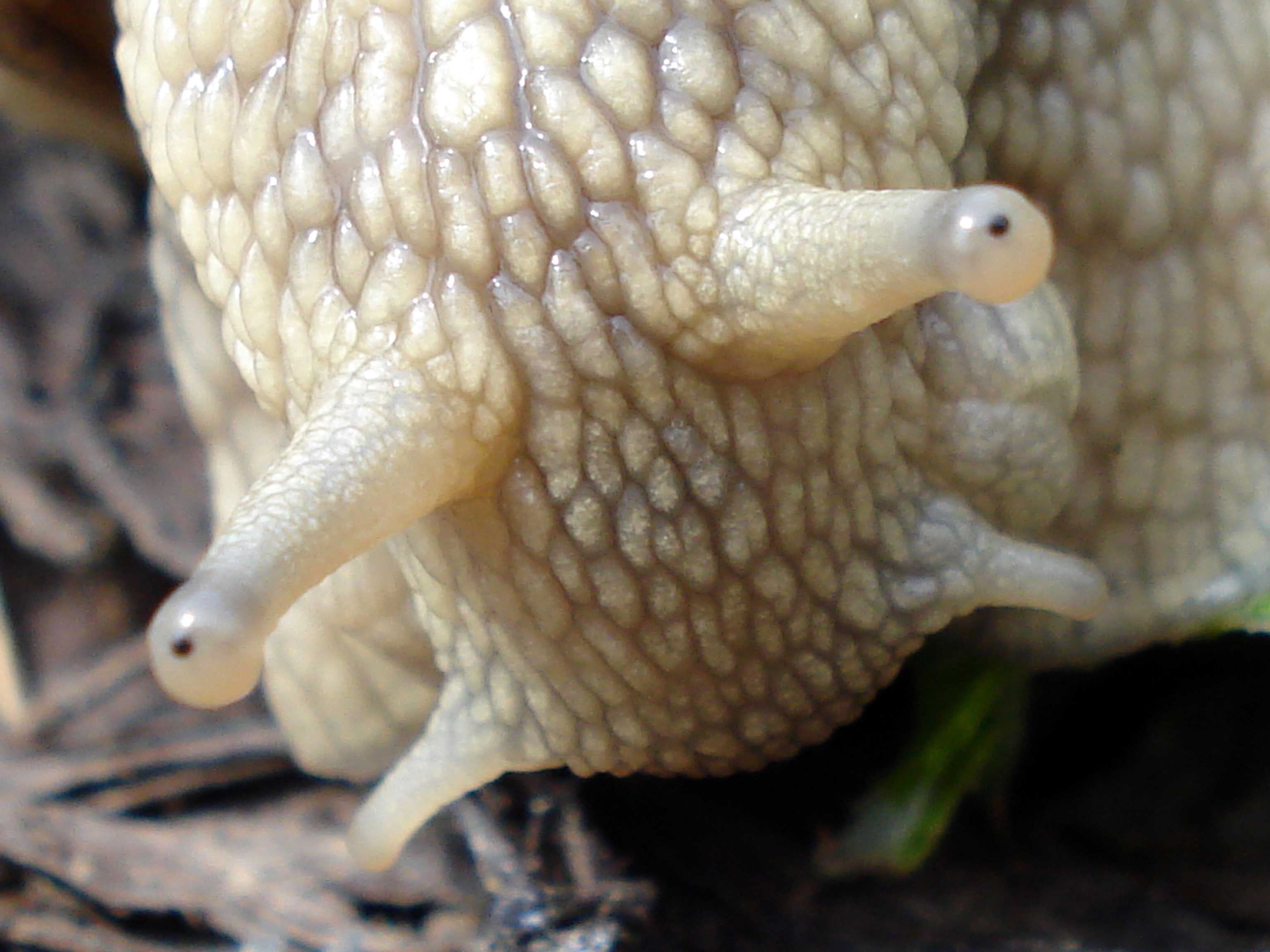 Weinbergschnecke