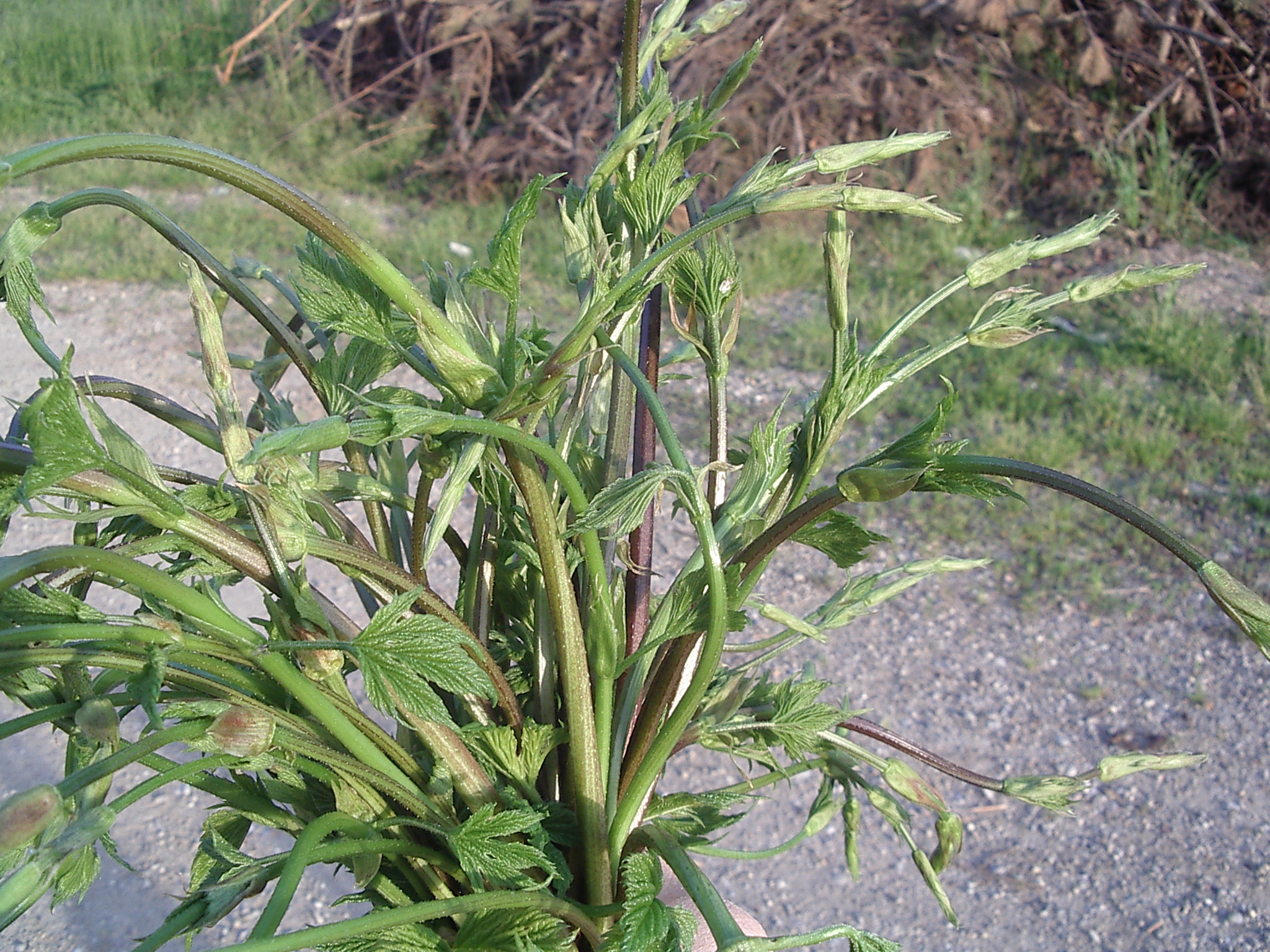 Hopfenspargel