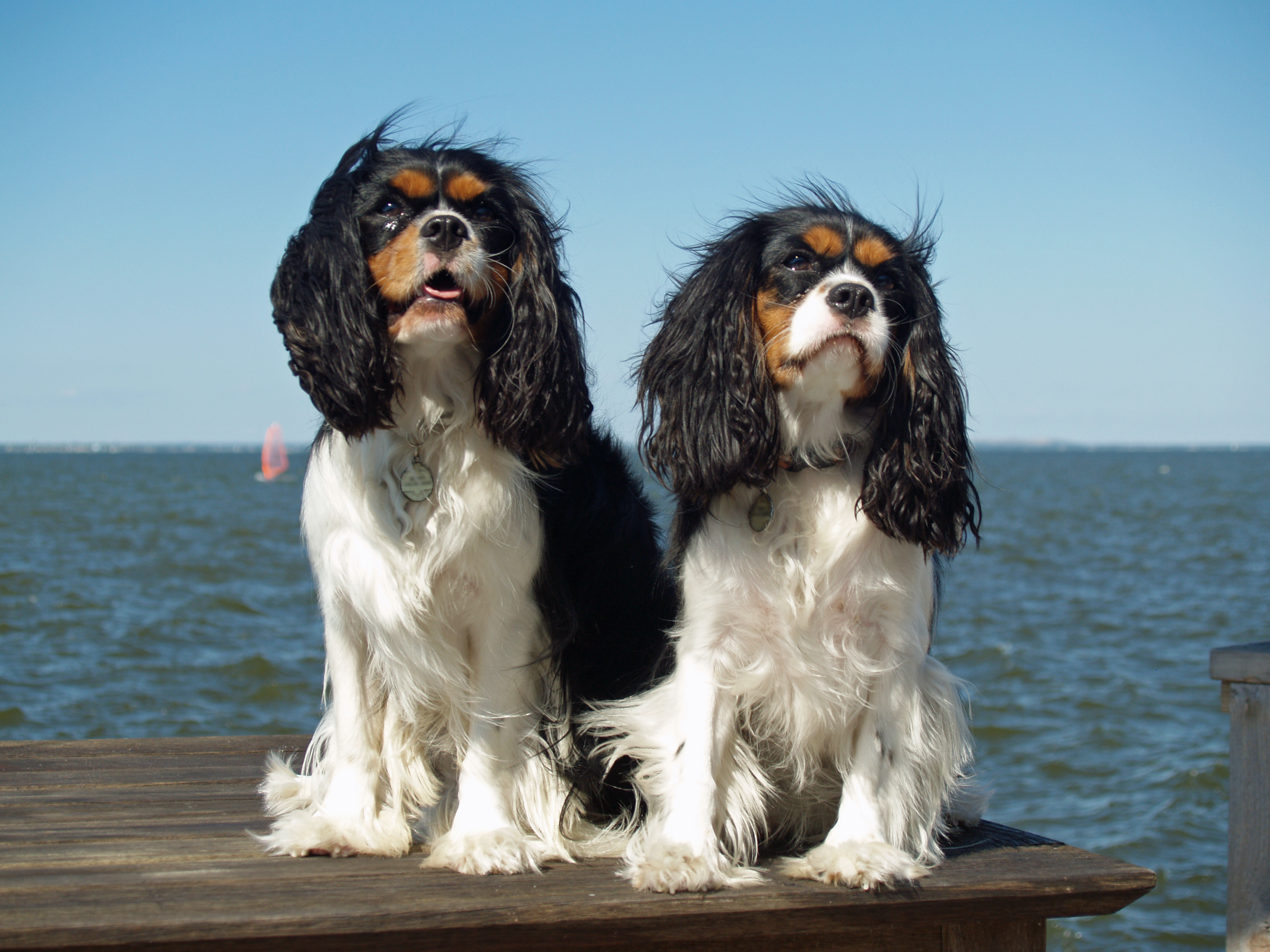 Caine Cavalier Cavalier King Charles Spaniel
