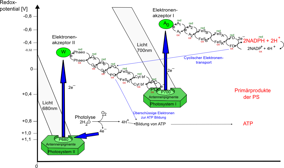 
¡Órale! 27+  Verdades reales que no sabías antes sobre  Atp Aufbau? Energiebereitstellung im muskel, adenosindiphosphat adp.
