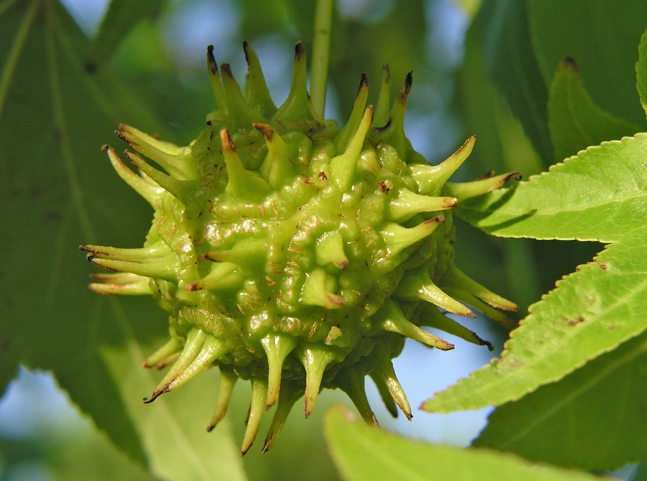 Amerikanischer Amberbaum