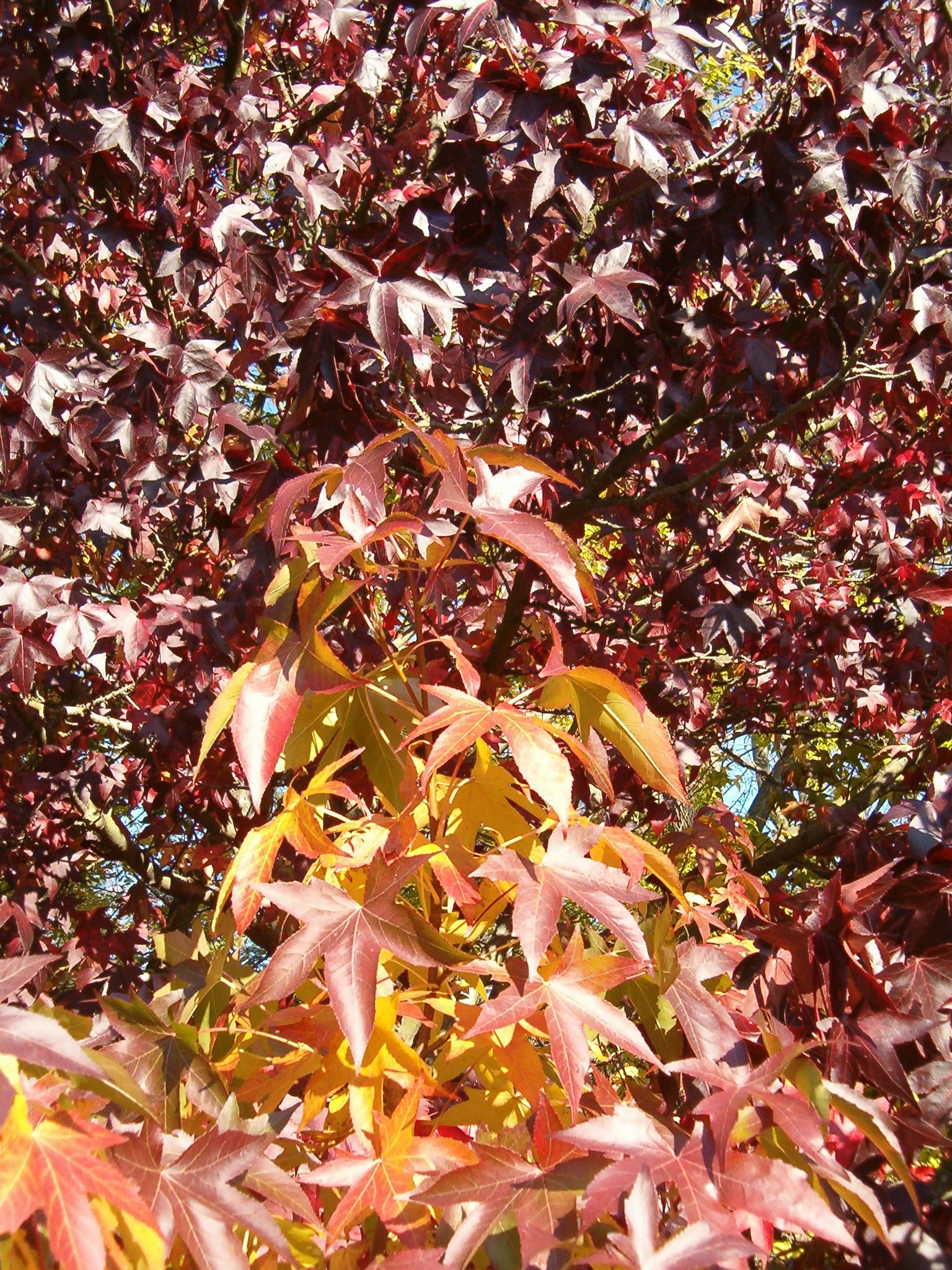 Amberbaum