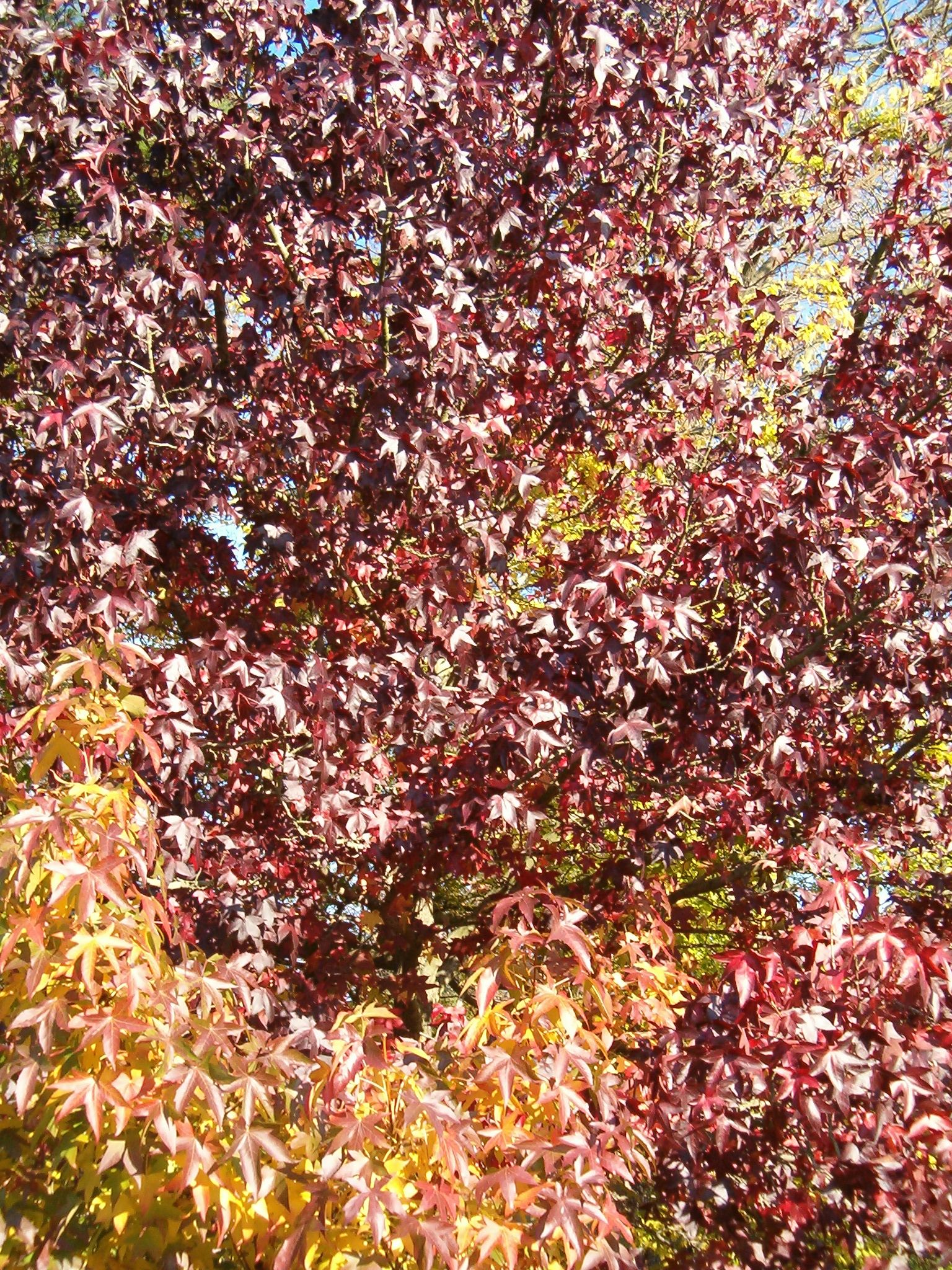 Liquidambar styraciflua