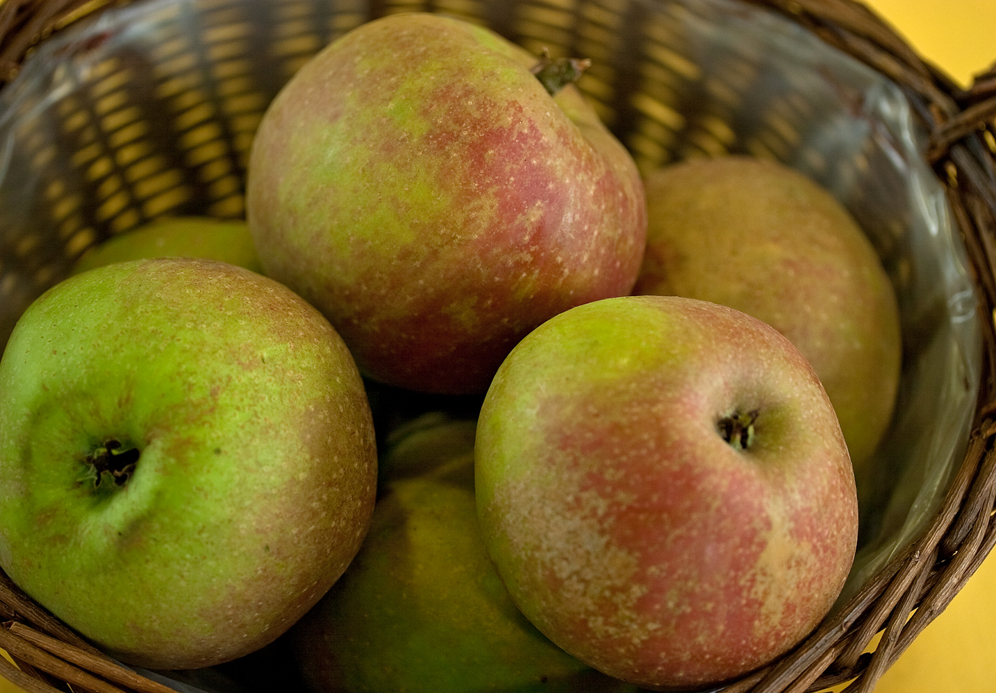 Schöner aus Boskoop