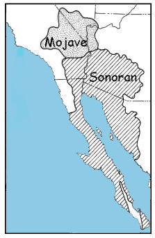 Sonora-Wüste