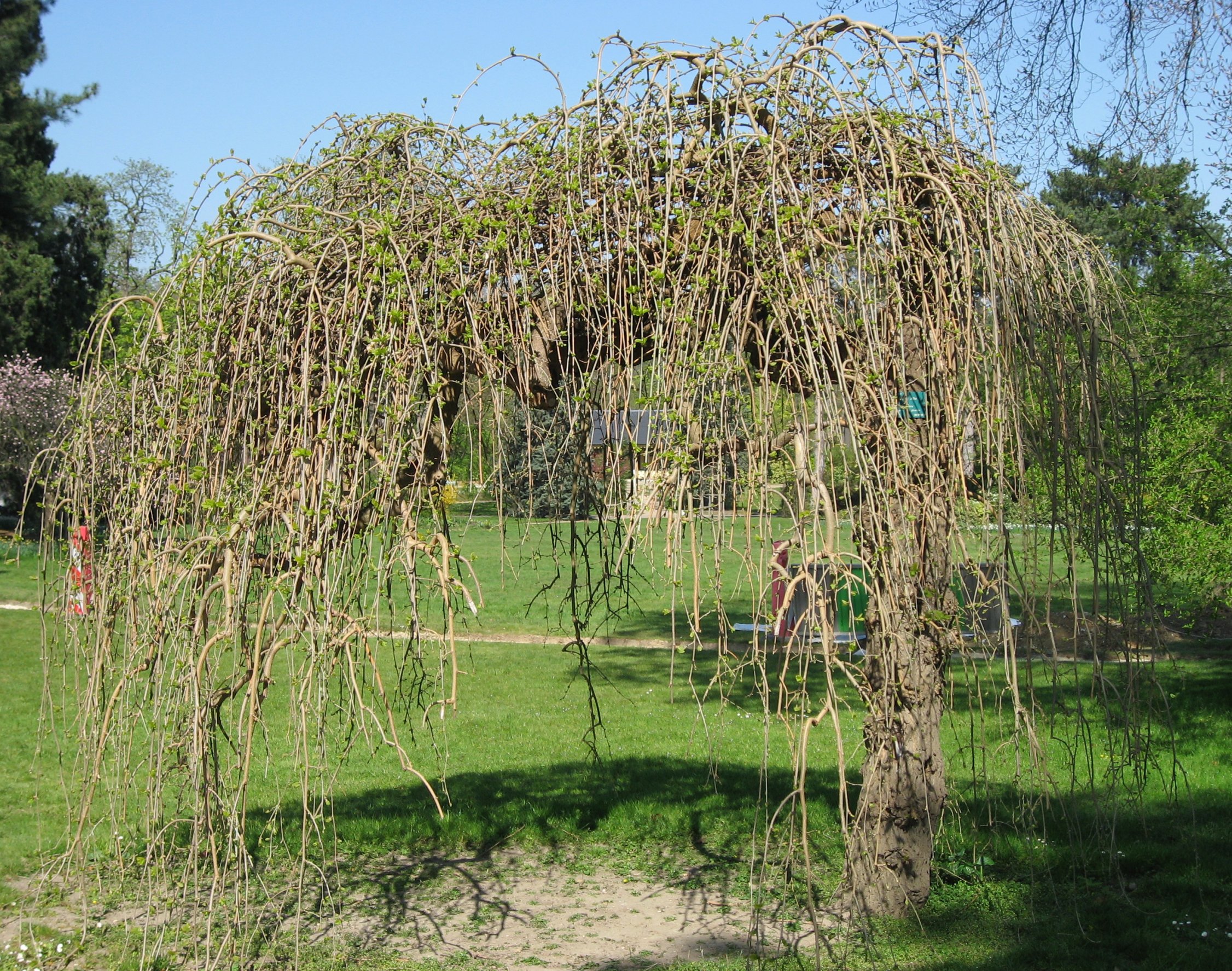 Weiße Maulbeere