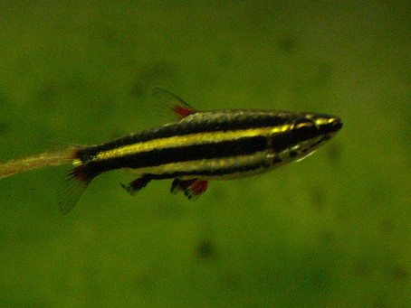 Süßwasserzierfisch