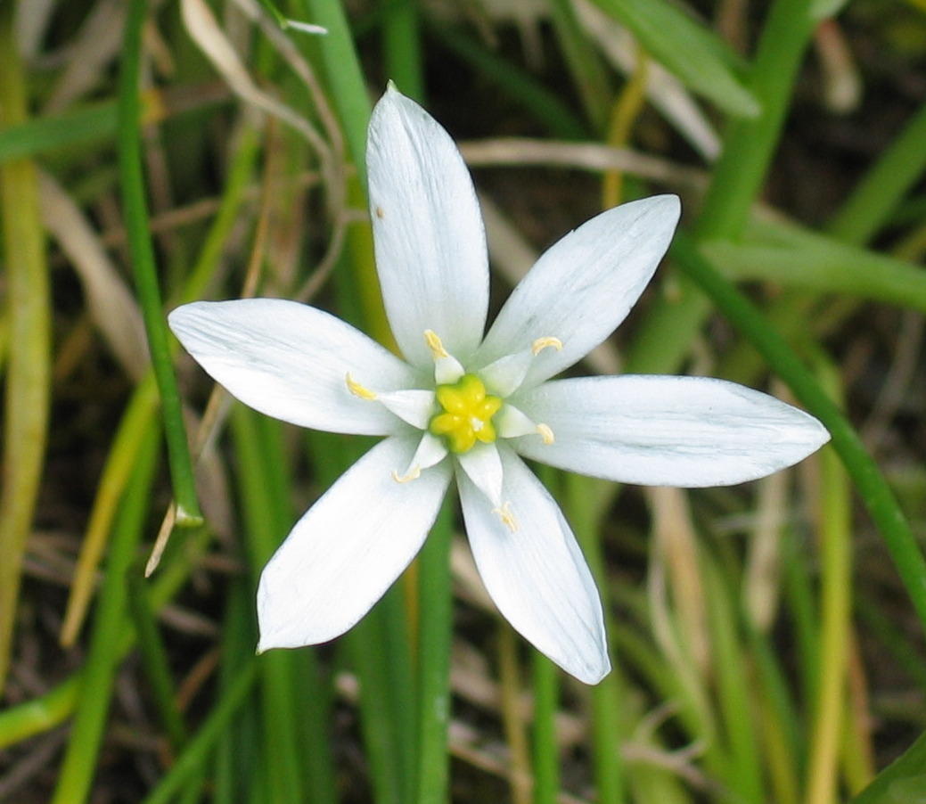 Ornithogalum_umbellatum-Tci.jpg