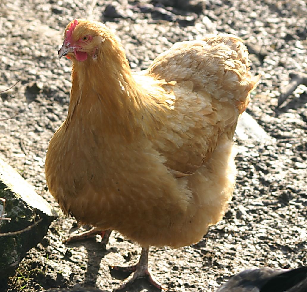 Orpington (Huhn)