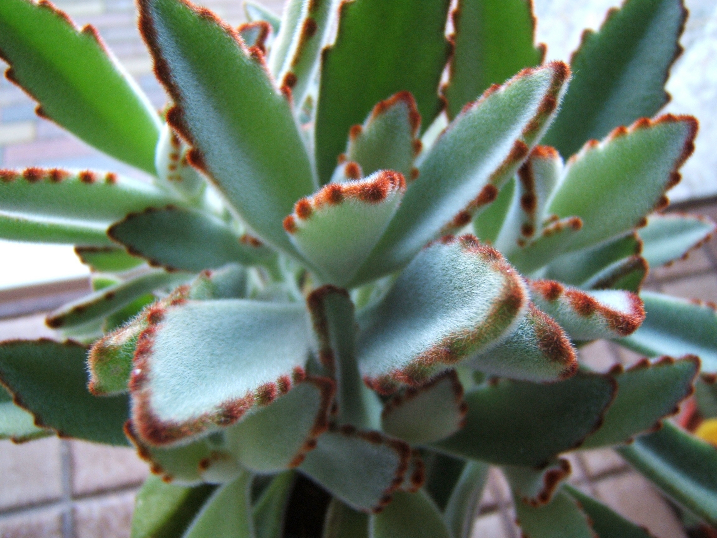 kalanchoe tomentosa suculenta plante orelha dewiki