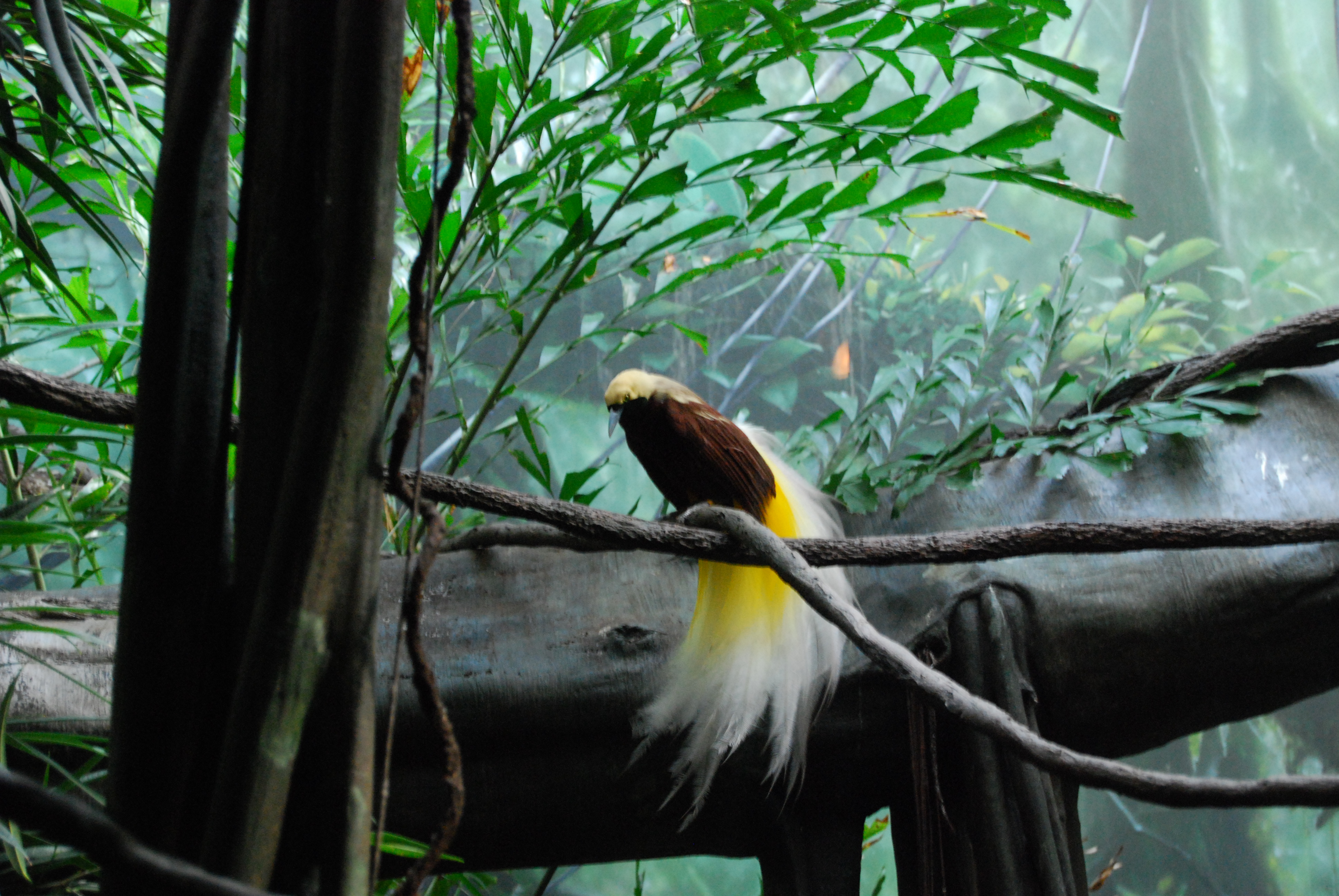 Gelb-Paradiesvogel