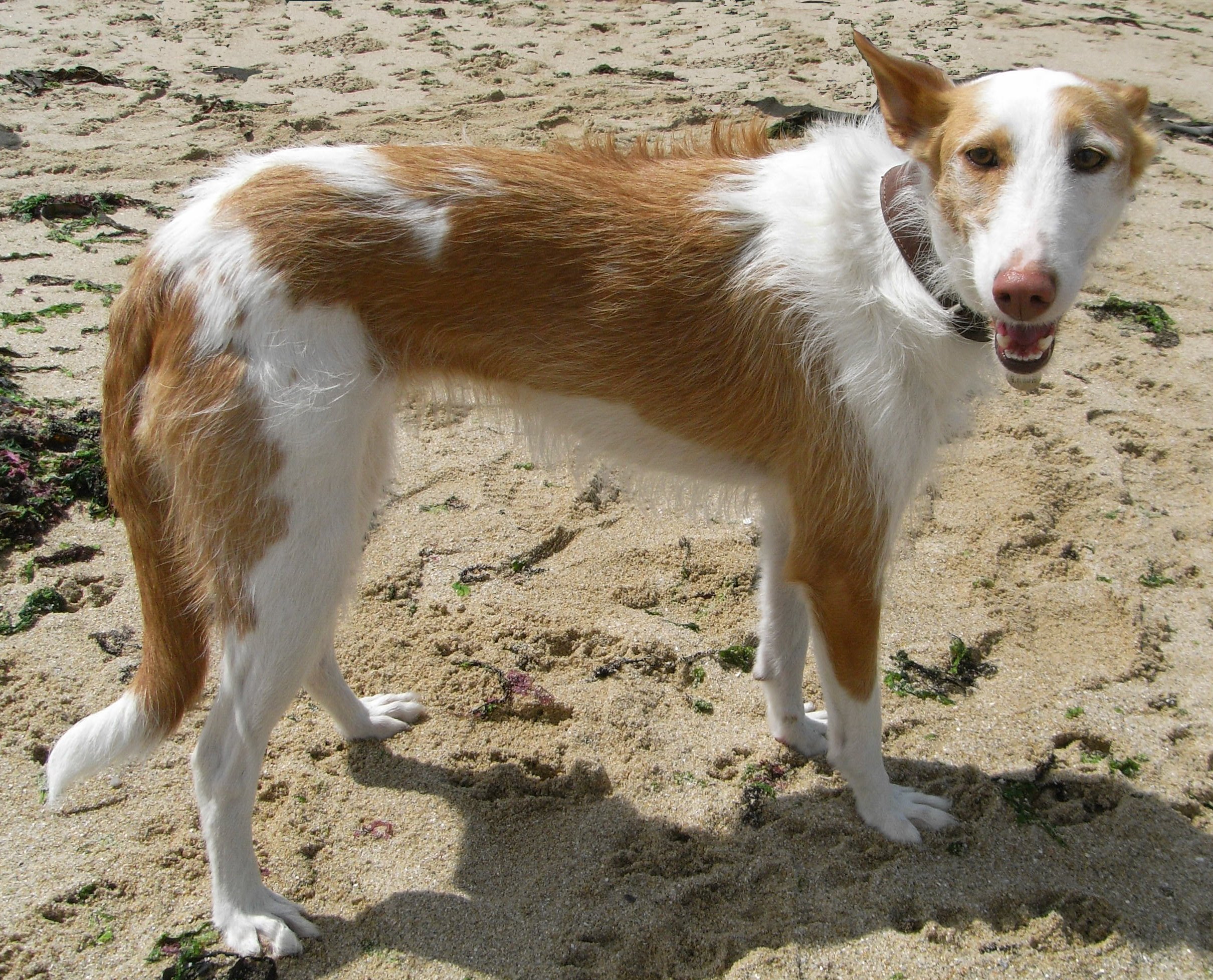 The Podenco Ibicenco: A Unique and Elegant Breed 7 Podenco Ibicenco Care