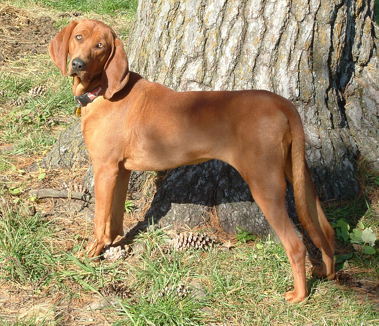redbone coonhound redbone coonhound