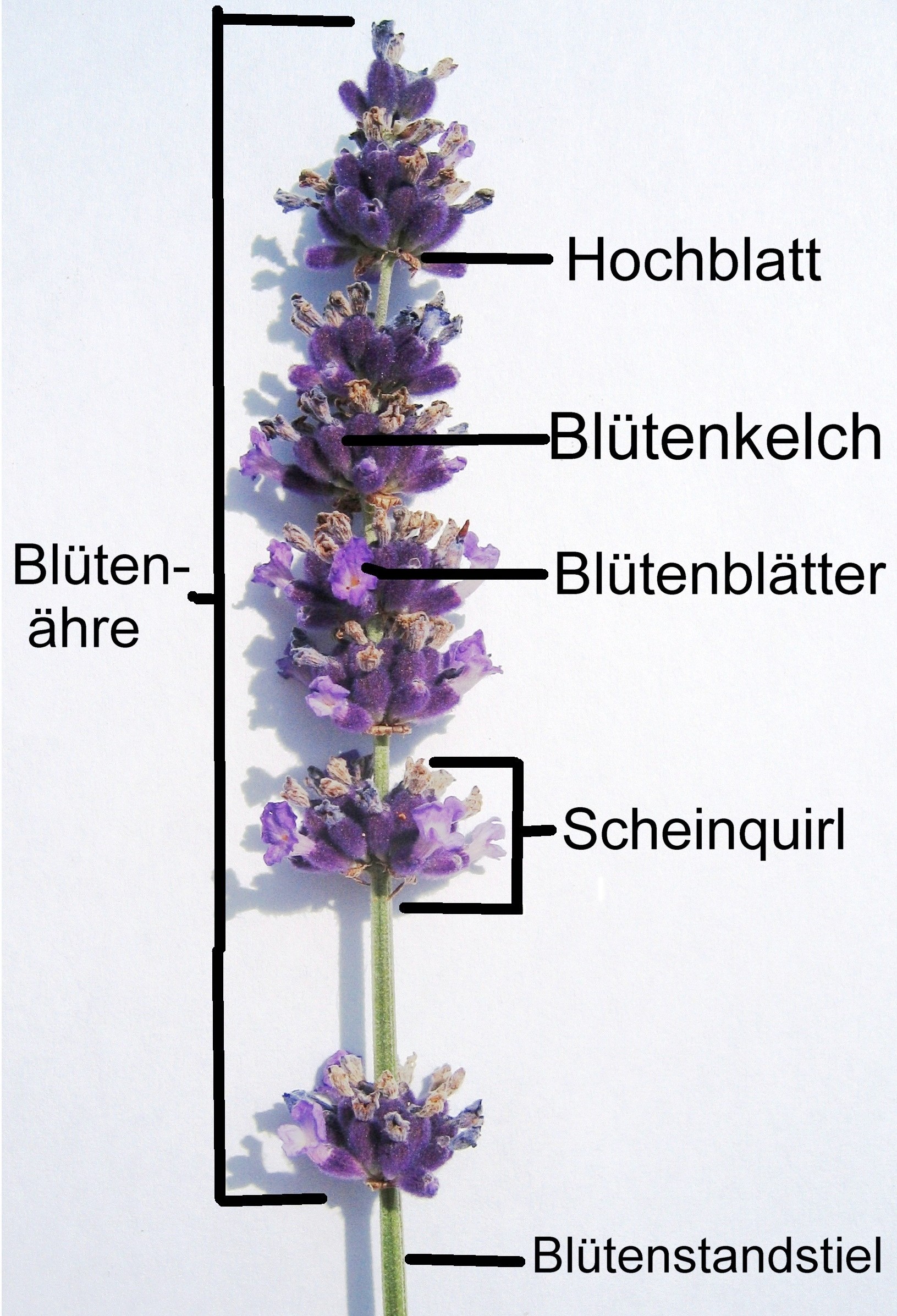 Echter Lavendel