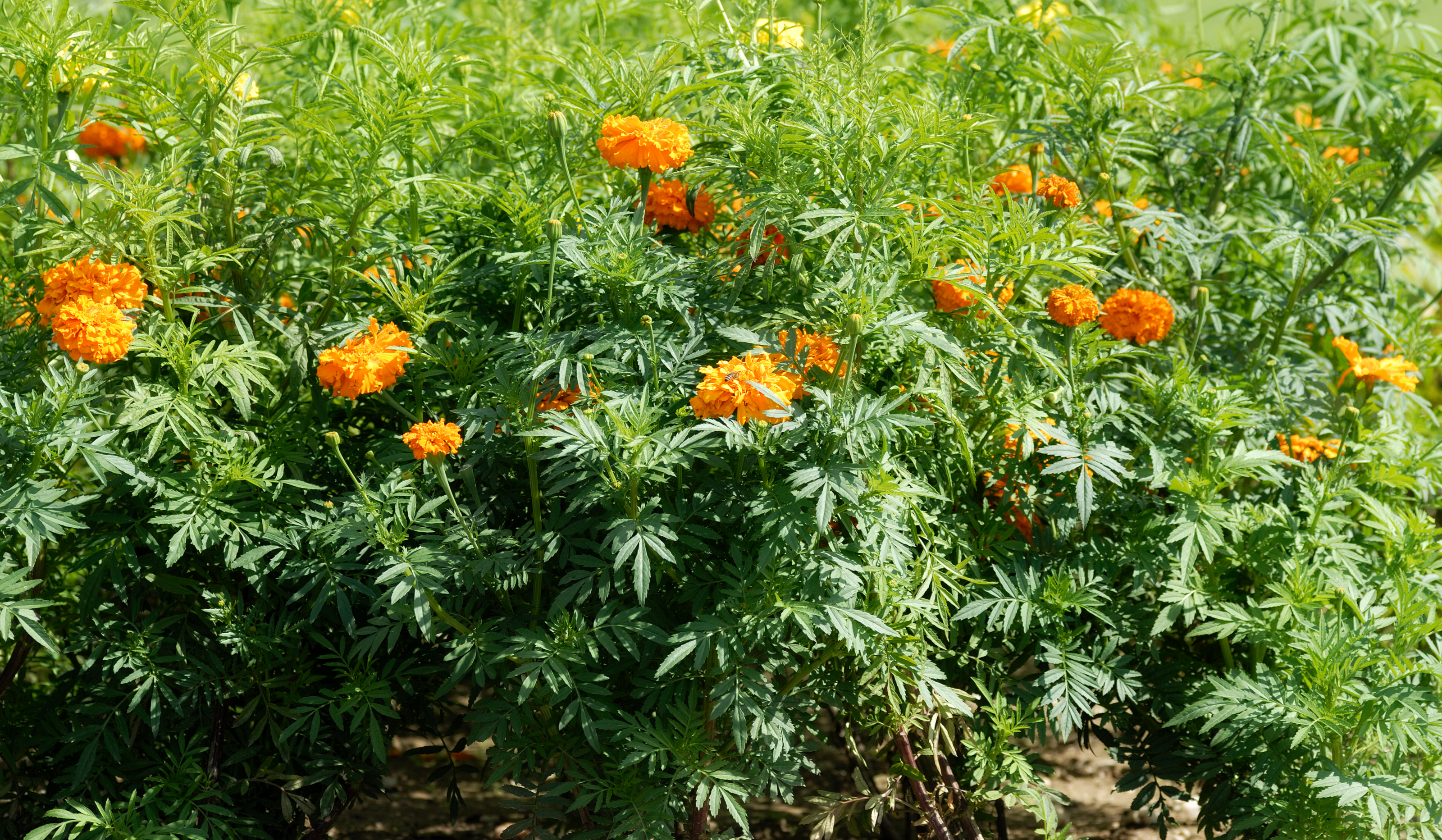Tagetes