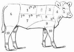 Fig. 2. Kalb. 1, 2 Rücken; 1a Kotelett; 1b Innenfilet, Ende; 2 Nierenstück mit Niere und Filet; 3 Kamm; 4 Hals; 4a Kalbsmilch; 5 Kopf; 5a Brägen; 5b Zunge; 6 Keule; 7 Bruststück; 7a, b, c Lunge, Leber, Herz (Geschlinge); 8 Schulter; 8a Brustspitze (darunter weggehend); 9 Brust; 10 Hesse; 11 Füße.